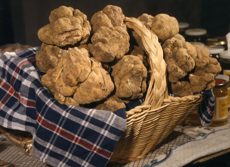 Città di Castello: nel week end la 41esima Mostra Nazionale del Tartufo Bianco