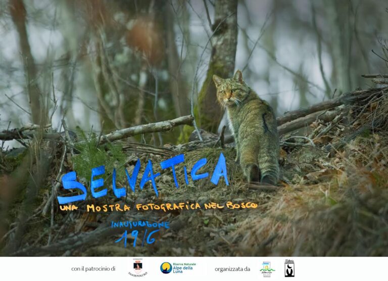 “Selvatica”, una mostra fotografica nel bosco. L’inaugurazione è in programma sabato prossimo alle 17,30