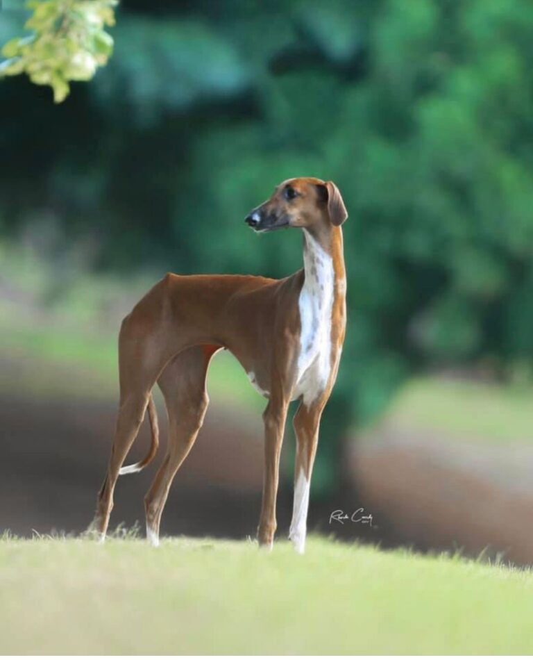 I levrieri cresciuti e allevati a Città di Castello a Villa Zampini sul “tetto” del mondo, per il secondo anno consecutivo.