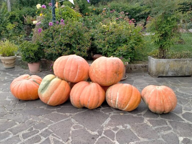 Carlo Santi, concede il bis. Dopo il pomodoro dei record, ora è il turno delle zucche giganti