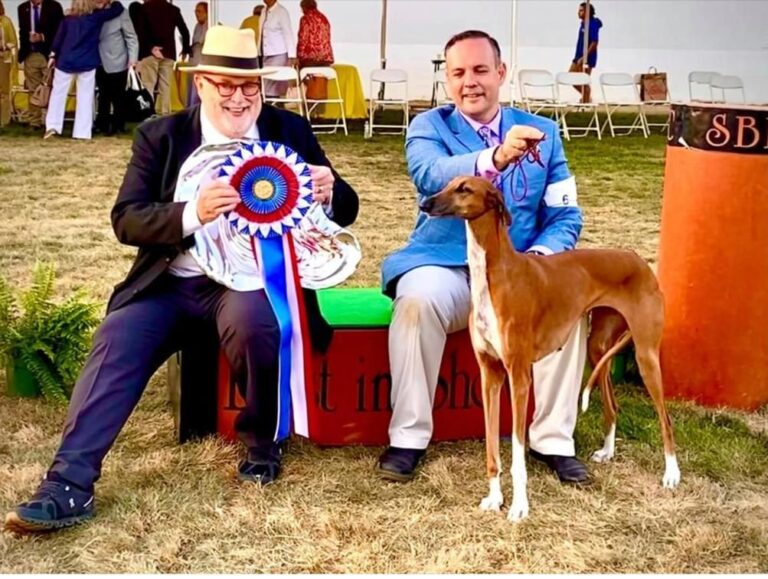 Levrieri azawakh da “leggenda”. Dopo New York Azamour Anbar, nata ed allevata a Città di Castello, ha colpito nel segno anche a Santa Barbara in California la mostra canina piu’ glamour al mondo