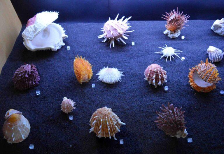 “Melodie di sabbia”: concerto fra le conchiglie di ogni specie nel museo, “Malakos”, la collezione privata più grande d’Europa