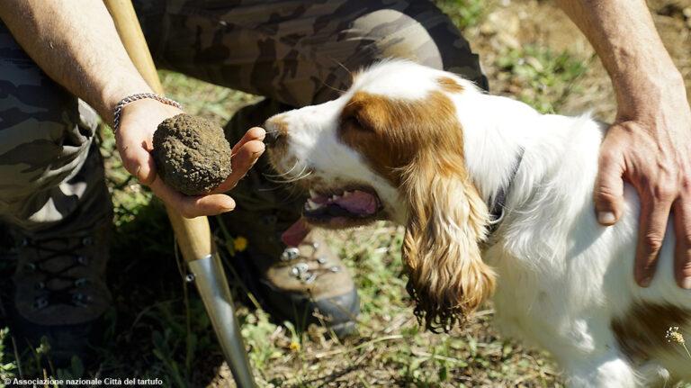 “Cerca e cavatura tartufo in Italia” patrimonio culturale immateriale Unesco; “soddisfazione” assessori regionali Morroni e Fioroni”