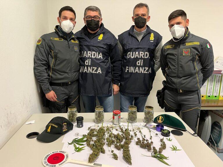 Sequestro di una serra con piante di canapa indiana e di 350 grammi di sostanze stupefacenti. denunciato un soggetto nel Valdarno