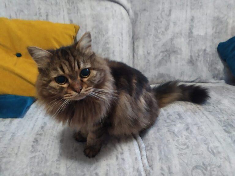 Due paesi si mobilitano per la ricerca di Sofy una gattina scomparsa da casa: era finita sul vano motore dell’auto della propria famiglia.  Ritrovata sana e salva grazie ad una vera e propria gara di solidarietà