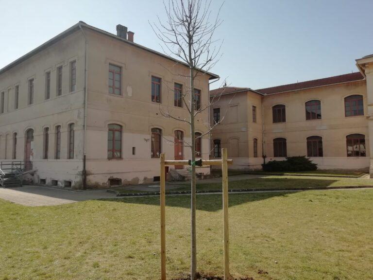 Cittadini a tutela del verde, due umbertidesi regalano nuovi tigli per il parco della scuola “Garibaldi”