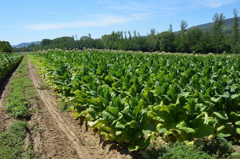 Tabacco, sindacati: niente accordi su produzione, a rischio intero comparto