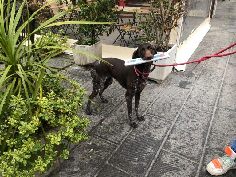 Proviamo a sorridere, questa è Stella, la cagnolina postina