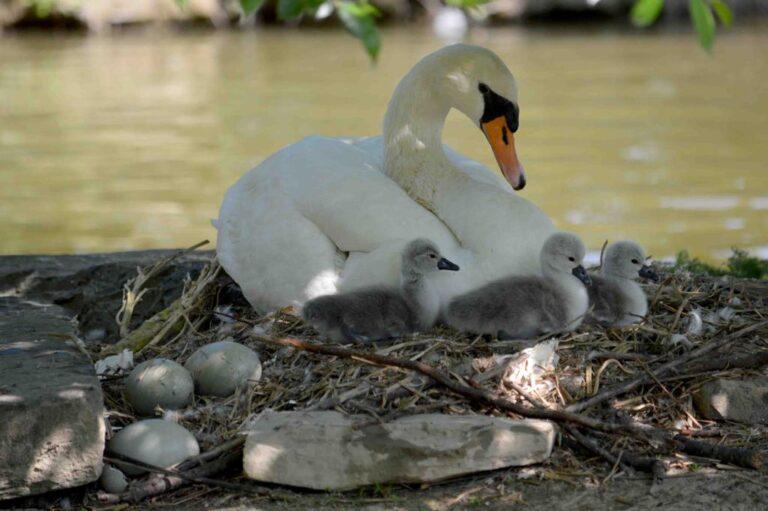 La magia della vita si rinnova a due passi dal genio di Alberto Burri: nati quattro cigni nel parco comunale di Rignaldello. Attesa per altre tre uova non ancora dischiuse