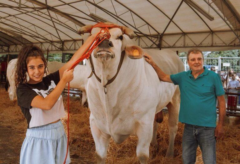 E’ “Italo” il toro dei record la star della Mostra Zootecnica di San Bartolomeo