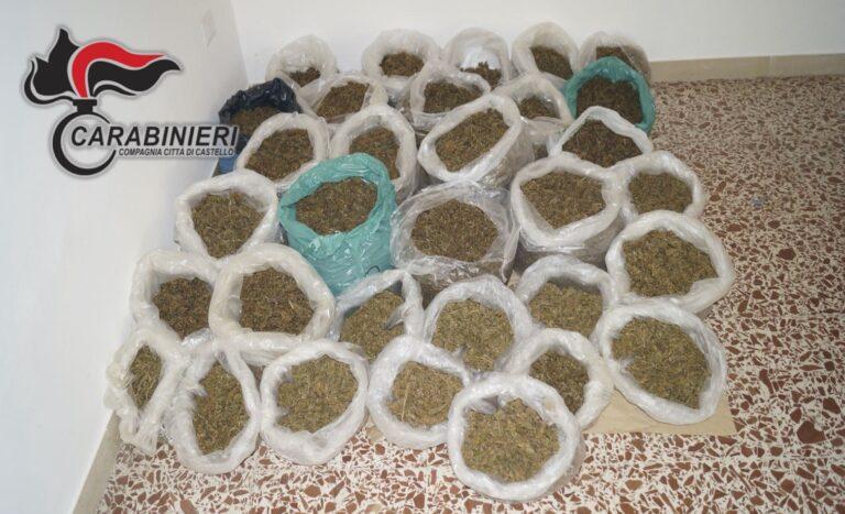 Sequestrata una piantagione di canapa a Città di Castello. Deferità in stato di libertà una donna di 58 anni