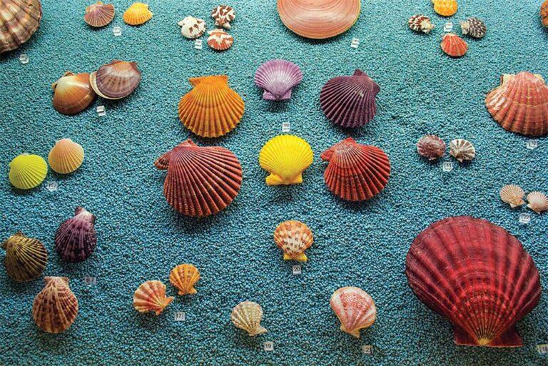 “Il mare e i sensi” o “Sensory exhibition”, una mostra unica nel suo genere anche per persone con disabilità visiva verrà inaugurata Sabato 17 settembre al Polo Scientifico Museale “Malakos” , la collezione privata di conchiglie più grande d’Europa, con circa 600mila esemplari catalogati Riferimento mondiale della scienza e malacologia