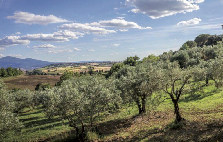 Convegno a Pieve sulla Caratterizzazione Genetica delle Cultivar di Olivo Morcone e Gentile della Valtiberina: Presentazione dei Risultati