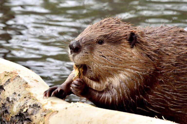 ANBI conferma il ritorno dei castori in Valtiberina, mancavano dal 1500
