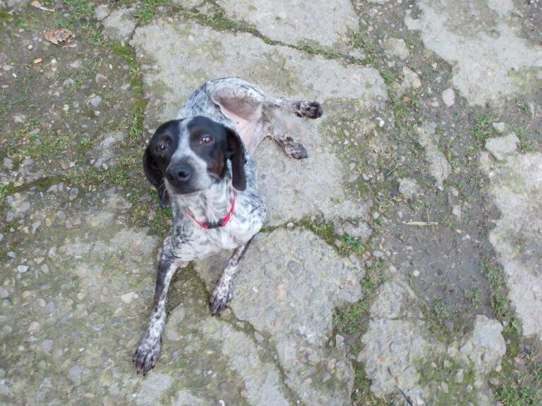 La bella storia di Lea, cagnolina “meticcia” di tre anni che ha evitato di finire al canile e si è rivelata campionessa nella ricerca del tartufo straordinaria, un fiuto eccezionale, affettuosa e intelligente”