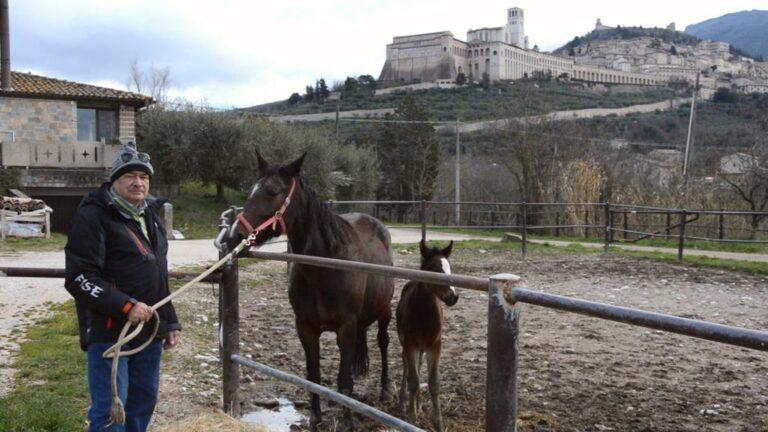 L’inedito e accorato appello “salvaippica” di Sergio Carfagna, allevatore e titolare di scuderia che ha contribuito a far la storia del trotto e non solo, si rivolge al Ministro dell’Agricoltura Francesco Lollobrigia . “Non lasciateci soli”.