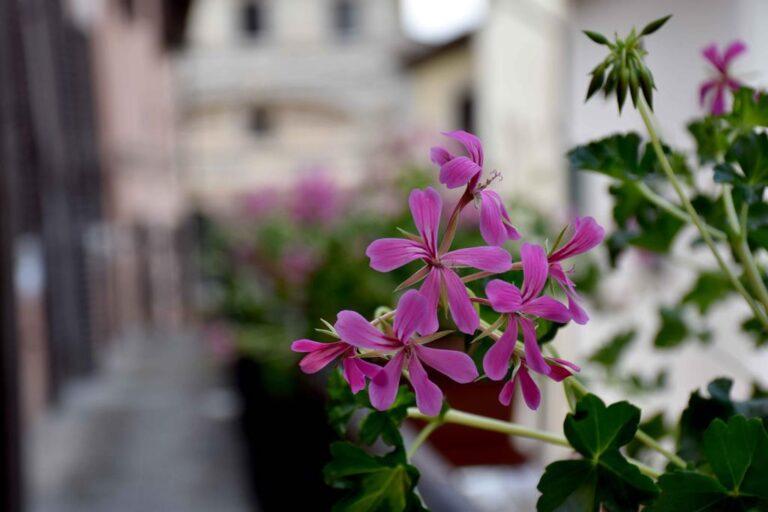 La città si fa bella con i fiori: via al progetto pilota lanciato dal Comune per promuovere il decoro urbano che ha fatto il pieno di adesioni