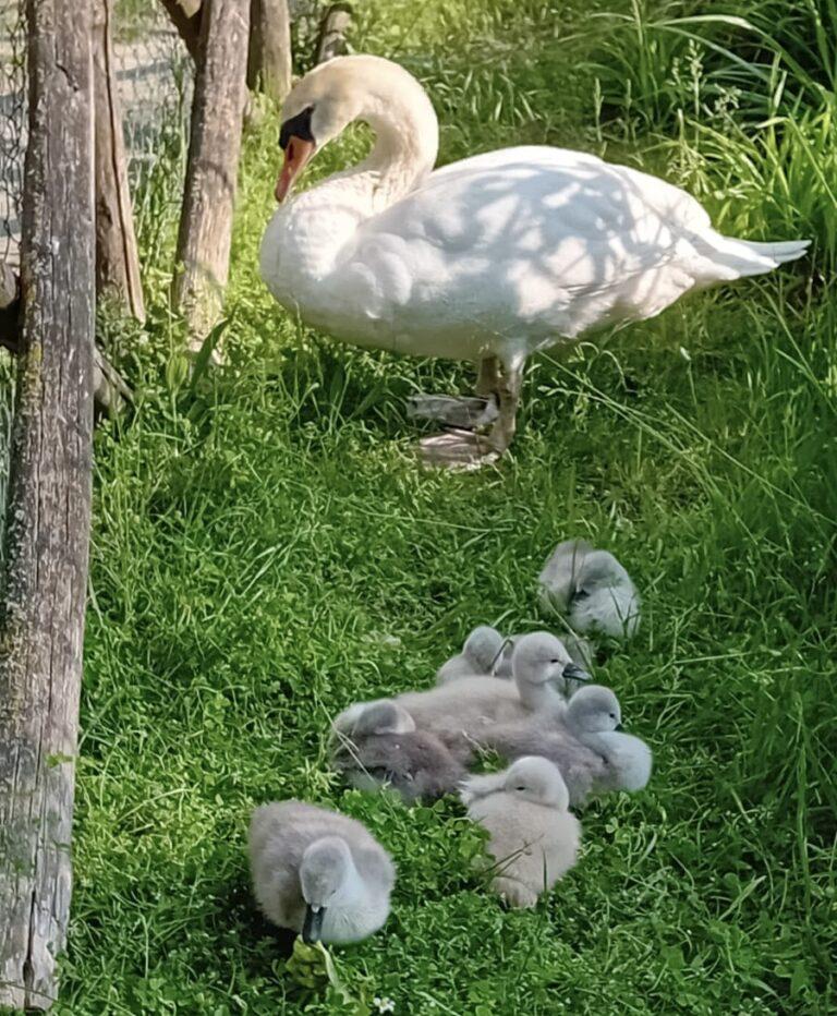Mamma Gisella, la star del Parco di Rignaldello tutti in per fare selfie, scattare foto