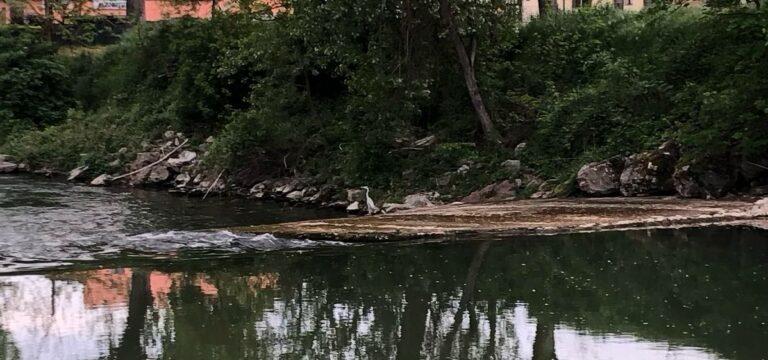 Il canoa club ha una nuova mascotte, un airone che da qualche giorno allieta gli allenamento dei giovani atleti tifernati