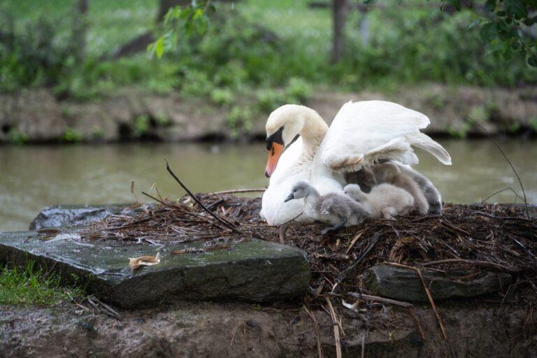 “Covata” record di cigni al parco di Rignaldello. “Mamma” Gisella ha messo al mondo sette piccoli, del maestro