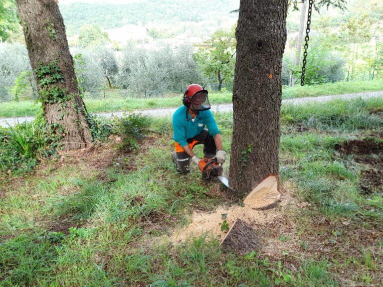 Afor investe 1,67 milioni di euro per interventi sul territorio altotiberino nel 2023 ed assume 20 operai forestali a tempo indeterminato