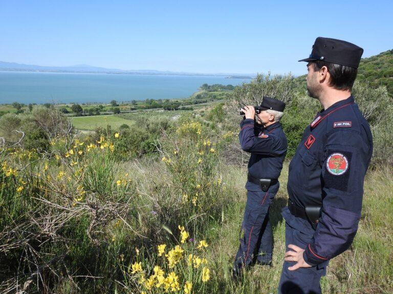 Antibracconaggio: uccisione cinghiali con mezzi non consentiti. Ritrovata carcassa con laccio al collo, i forestali deferiscono l’autore