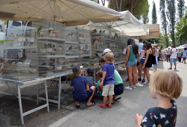Via alla Fiera di San Bartolomeo con l’esposizione merceologica: domani e domenica la Mostra Zootecnica