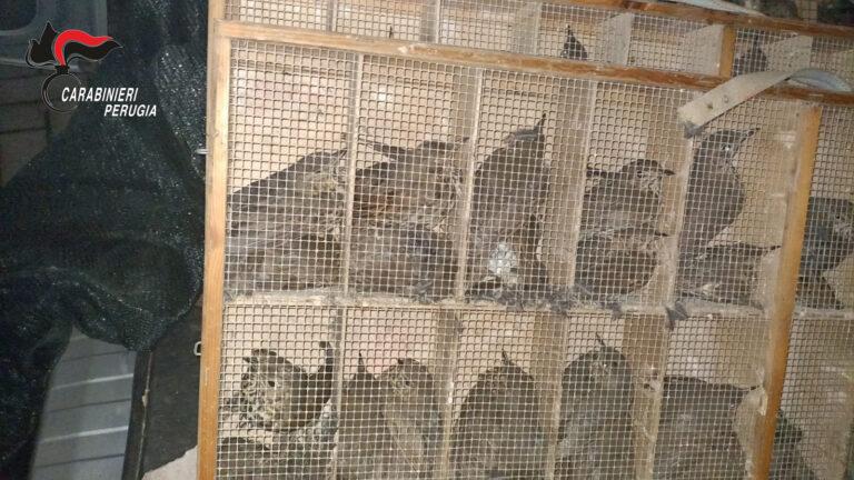 Todi sequestrati 370 tordi destinati al commercio illegale di richiami vivi per uso venatorio