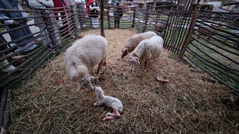 Lieto evento al Presepe di Gricignano, nasce un agnellino accanto alla culla di Gesù
