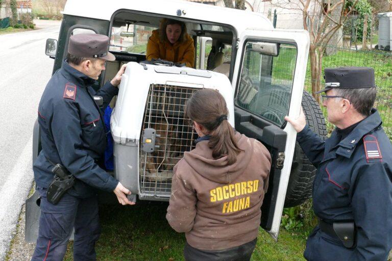Lupo ferito con un laccio al collo, salvato dai carabinieri del Reparto Biodiversità