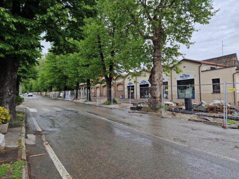 Riqualificazione Urbana: la situazione delle alberature in Viale Vittorio Veneto a Sansepolcro