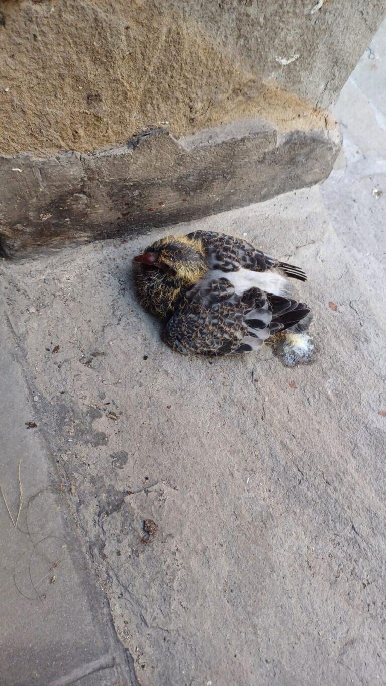 Storie di animali, a lieto fine. Cucciolo di piccione salvato dal provvidenziale intervento della responsabile dell’Urp, Francesca Sensini (Ufficio relazioni con il pubblico) e del Servizio Turistico, Paola Boriosi, nella centralissima corso Cavour