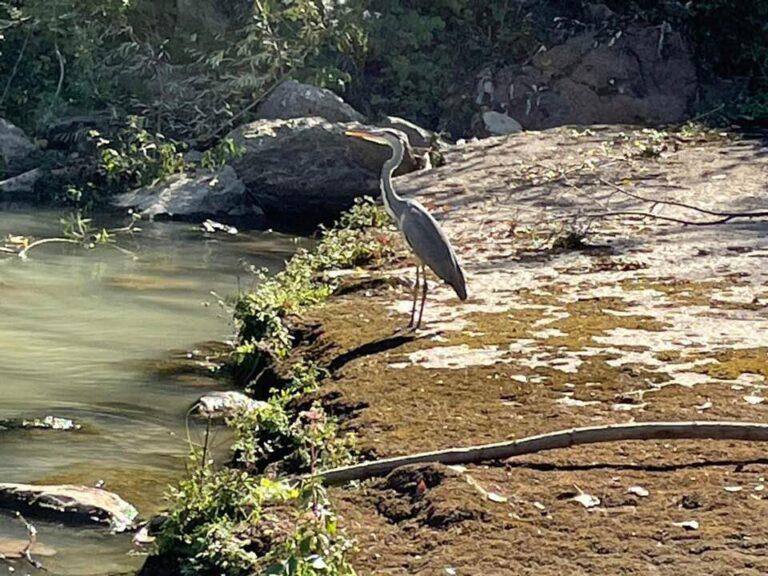 Un airone cenerino “mascotte” del canoa club e del tevere. Si chiama “Armandino” il nome scelto dagli alunni di alcune scuole primarie della città