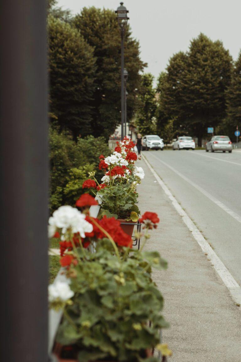 Fiori bianchi e rossi sui due parapetto del ponte sul tevere abbelliscono uno degli ingressi alla città caro ai tifernati