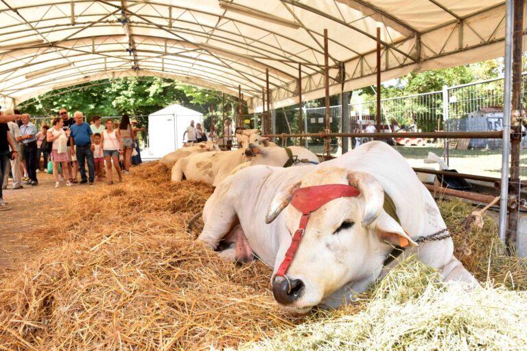 Fiera di San Bartolomeo: da sabato 24 agosto via alla Mostra Zootecnica all’interno del parco comunale Alexander Langer