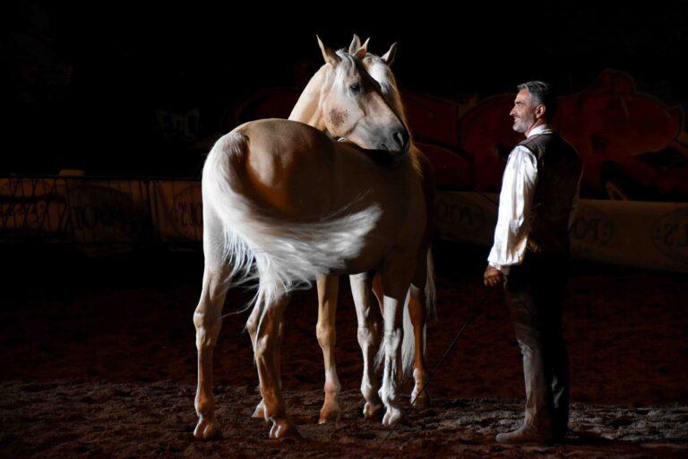 Sabato 7 e domenica 8 settembre la 54^ Mostra Nazionale del Cavallo al parco comunale Langer