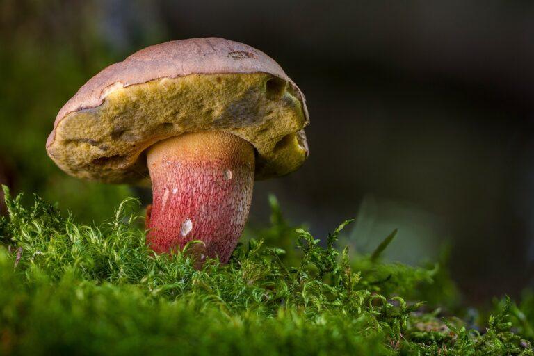 Stagione micologica 2024, al via il controllo gratuito dei funghi freschi spontanei. Tutte le informazioni
