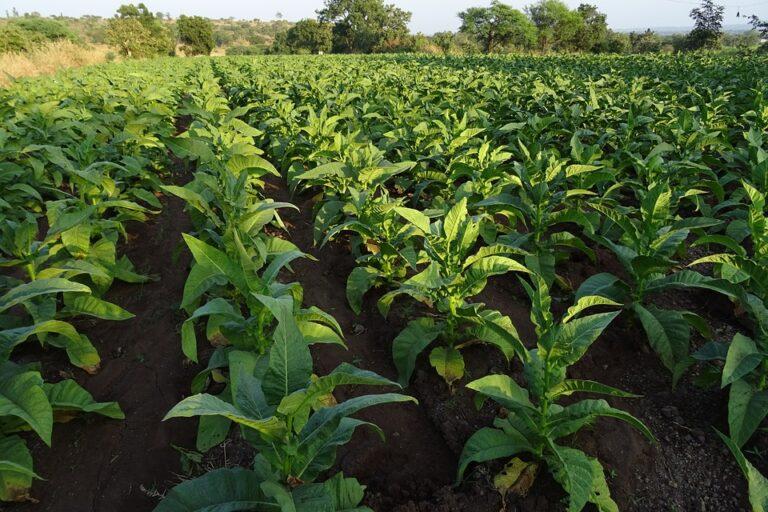 Valorizzazione del tabacco umbro: il sottosegretario al Ministero dell’agricoltura, della sovranità alimentare e delle foreste, senatore Patrizio La Pietra, ha incontrato al Masaf le rappresentanze dell’organizzazione interprofessionale del tabacco.