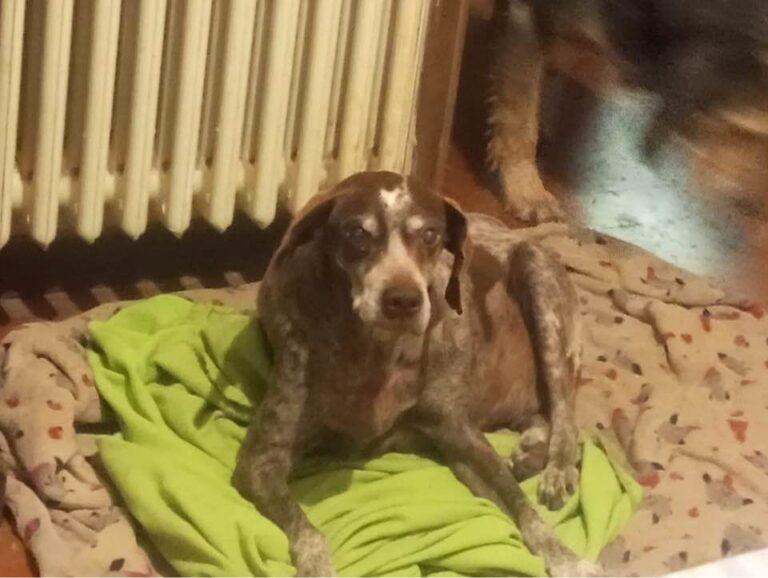 Andrew il “nonno” del canile di Lerchi ha trovato una famiglia ed una casa pronti ad accoglierlo