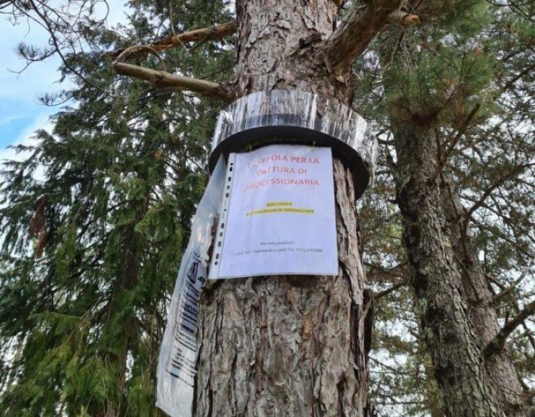 A Sansepolcro interventi di rimozione dei nidi di processionaria e installazione di trappole per la prevenzione