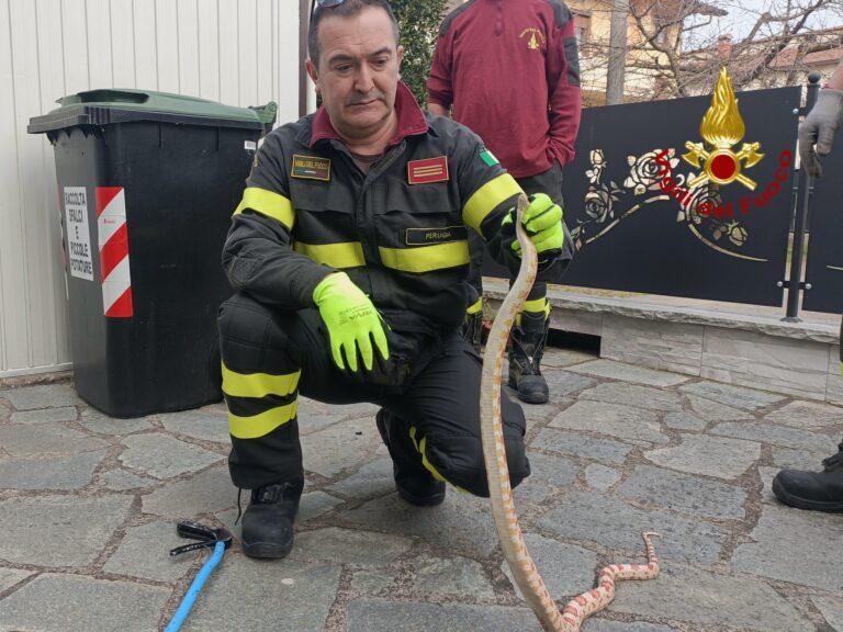 Pitone albino catturato a Pistrino grazie all’intervento dei vigili del fuoco di Città di Castello