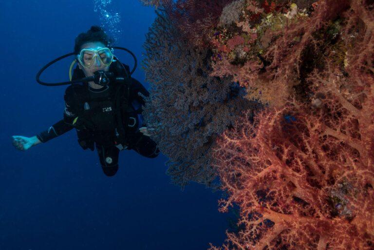 “Noi custodi del mare” sabato 8 marzo convegno di biologia marina al Museo Malakos e al Circolo Aquarius sommozzatori a Città di Castello