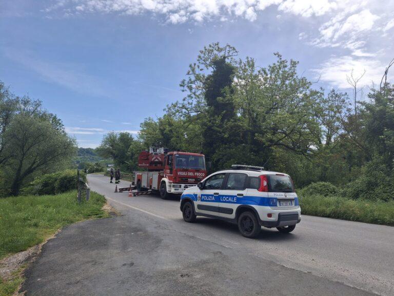 Interruzione del traffico sulla SP 105 Trestina a causa della rimozione di un albero pericoloso, sul posto Polizia Locale e Vigili del Fuoco