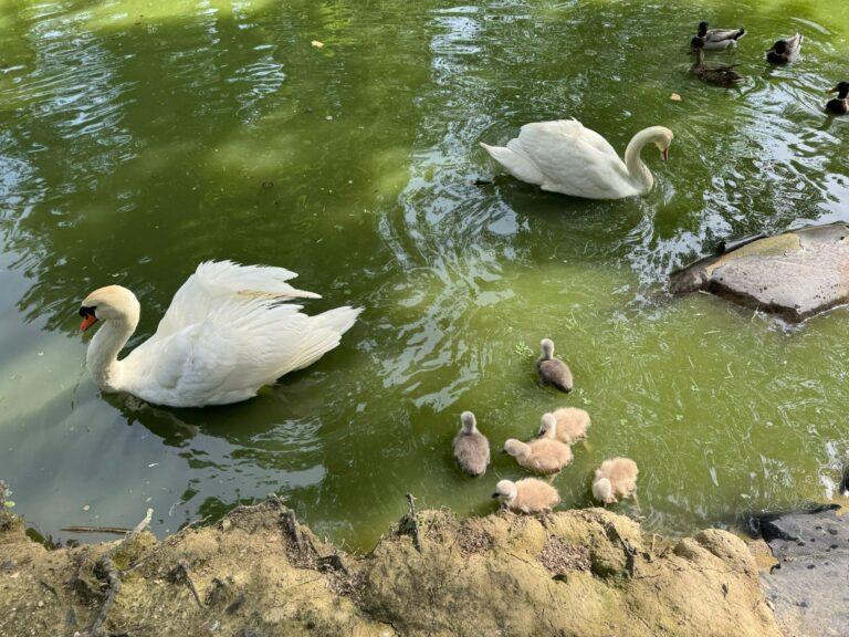 La “cicogna” e’ tornata al parco dei cigni: il miracolo della natura puntuale come un orologio si è ripetuto anche in questa primavera a Città di Castello