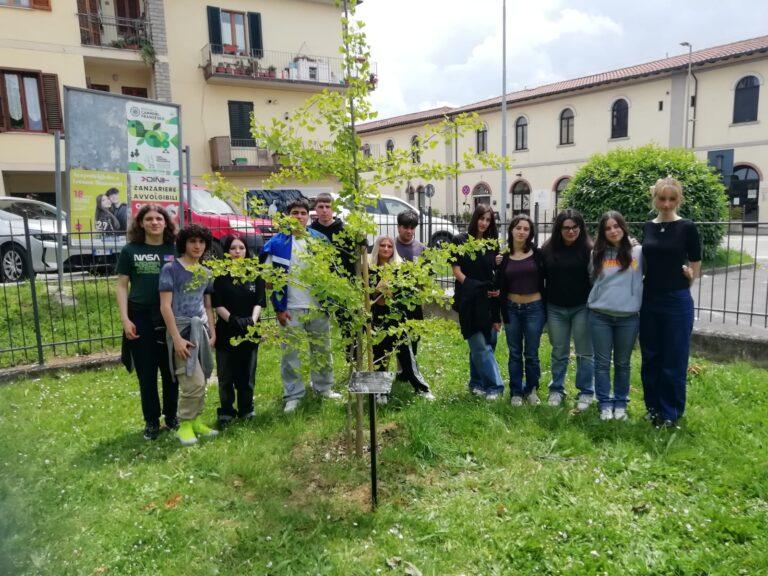 Esemplare di Ginko Biloba nel Parco di Via XXV aprile a Sansepolcro. Inno alla pace e alla convivenza tra popoli