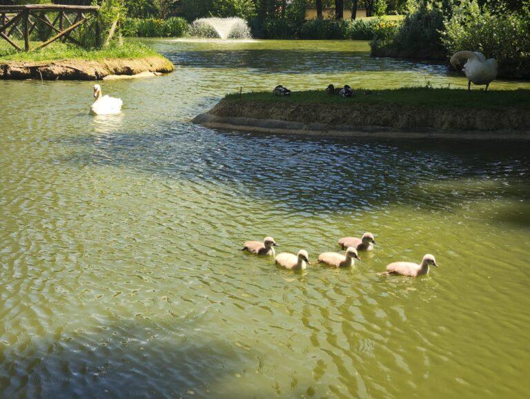Riapre al pubblico il parco comunale di Rignaldello