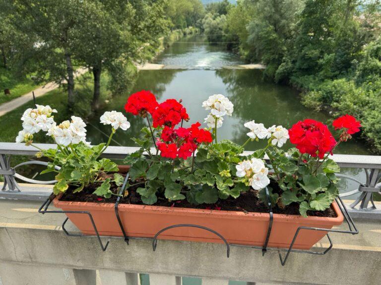 Il ponte sul tevere si colora e profuma di bianco e rosso