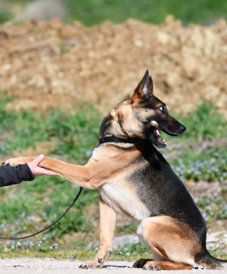 La polizia locale potrà avvalersi di cani per prevenire e contrastare l’insorgere di fenomeni di illegalità, quali lo spaccio di stupefacenti all’interno di aree verdi e nelle immediate vicinanze di istituti scolastici