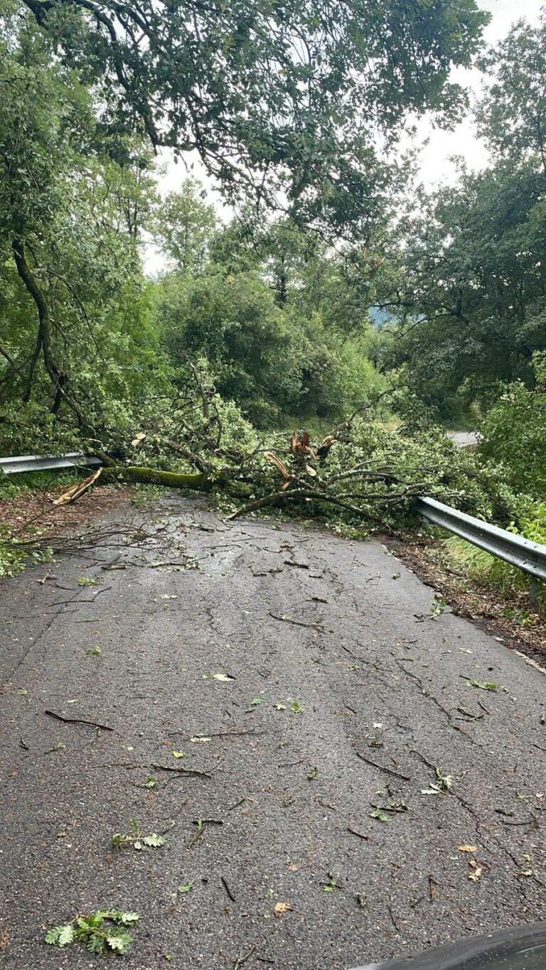 Allerta sulla strada: rami caduti tra Monte Santa Maria Tiberina e Lippiano/Prato massima attenzione