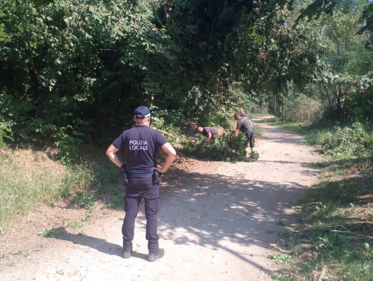 Albero cade su ciclovia fiume Tevere a Piosina, sul posto vigili del fuoco e polizia locale